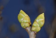 new-buds-1356567
